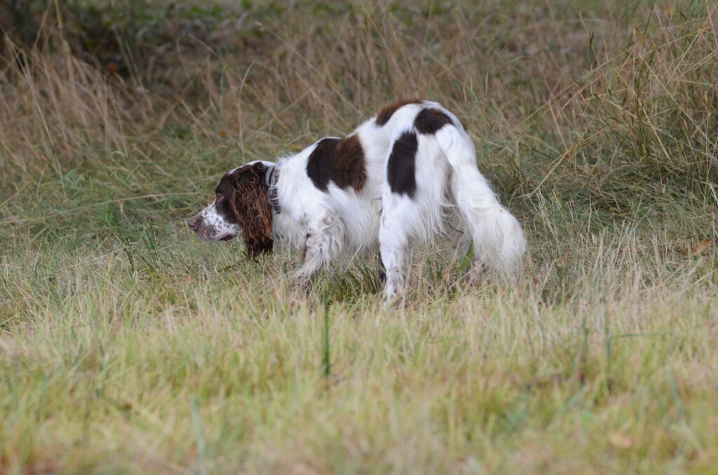 Club de l'Epagneul Français