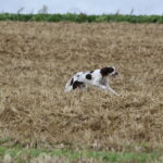 Club de l'Epagneul Français