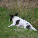 Club de l'Epagneul Français