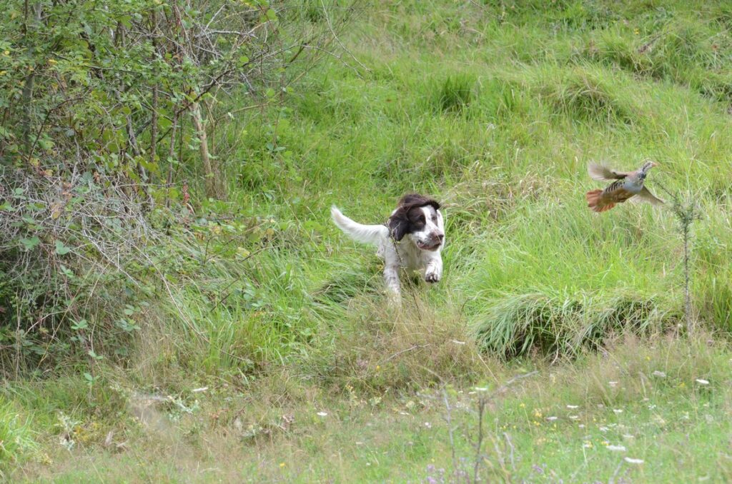 Club de l'Epagneul Français